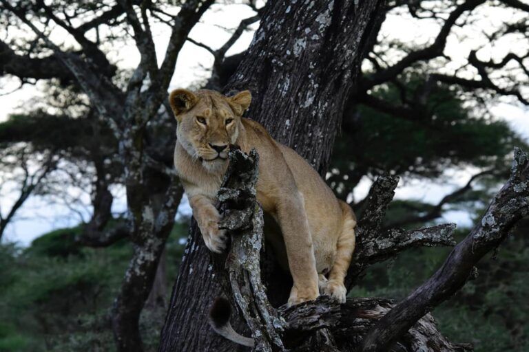 Serengeti