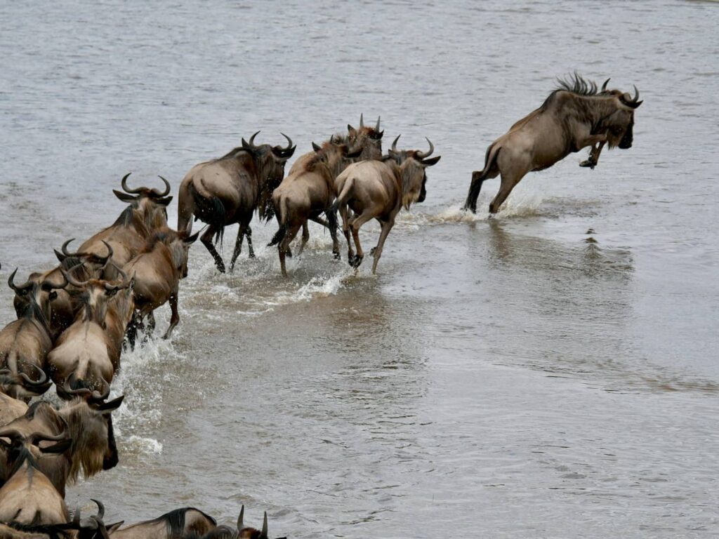 serengeti