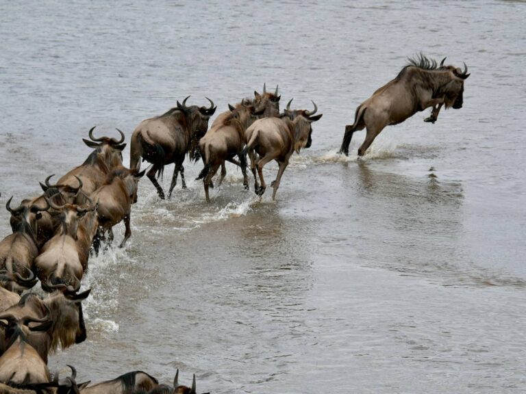 serengeti