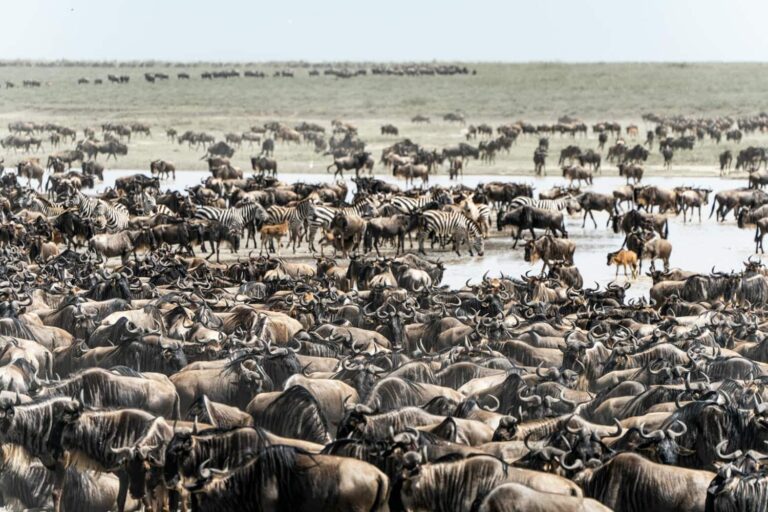 6 Days Great Wildebeest Migration Safari​