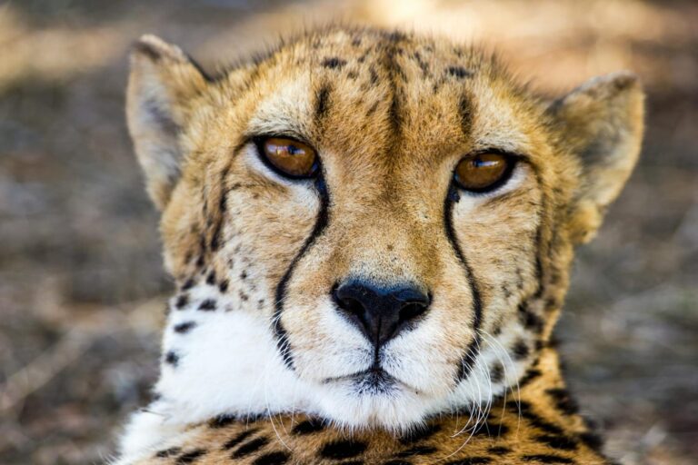 Safari tour guepard
