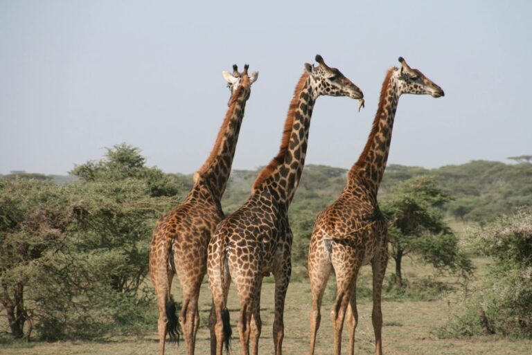 Day Trip to Tarangire National Park​