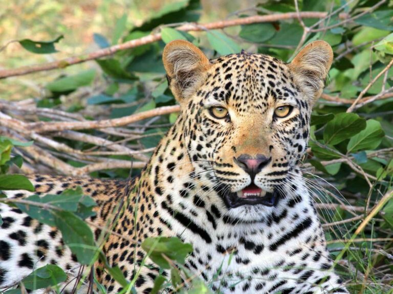 Safari Serengeti