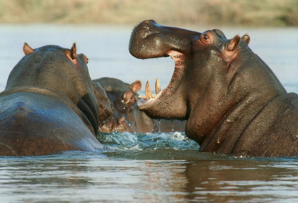 Hippo