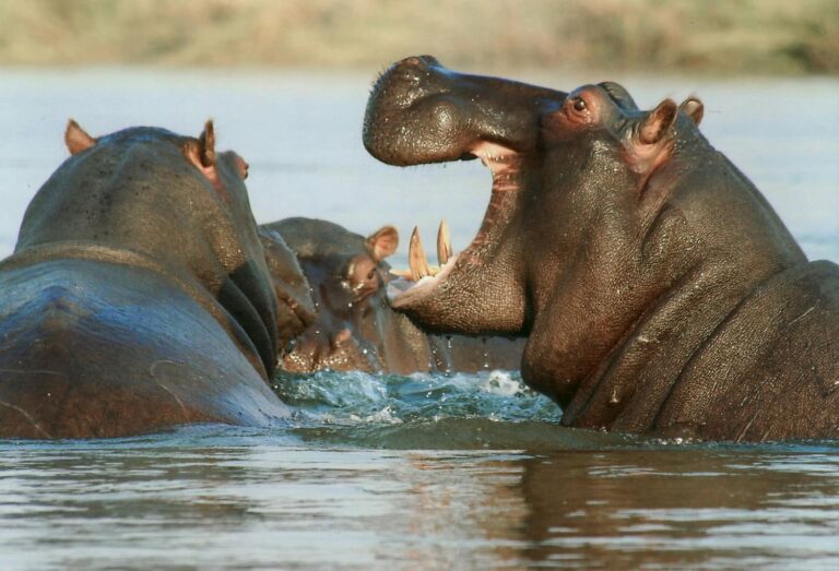 Hippo